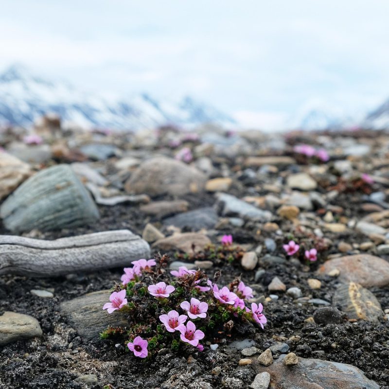 himuraseta-wildflowers-5758549_1920